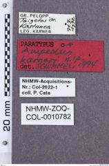 Etikette zu Ampedus karneri (NHMW-ZOO-COL-0010782)